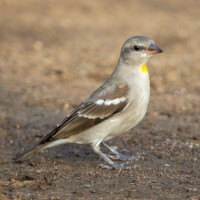 Yellow-throated Sparrow